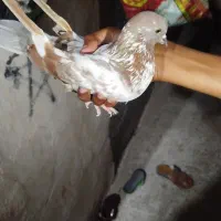 سلام کبوتر پرشی