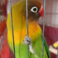 طوطی برزیلی نر|پرنده|اردبیل, |دیوار