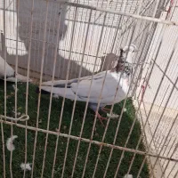 جوجه دم