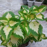 فروش سه عدد گل
