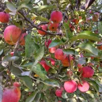 فروش 60 تن سیب قرمز و سفید|حراج|میاندوآب, |دیوار