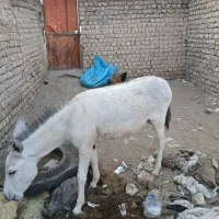 الاغ دو سال شالدوم