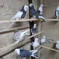 کفتر پرشی شازده و هما.طوقی|پرنده|ری, حمزه‌آباد|دیوار