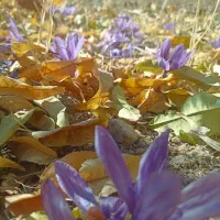 باغچه و تفرجگاه ویلایی|فروش خانه و ویلا|آبگرم, |دیوار