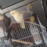 ۵عدد جوجه عروس هلندی دونه ای ۴۰۰|پرنده|قرچک, میرزائی شمالی|دیوار