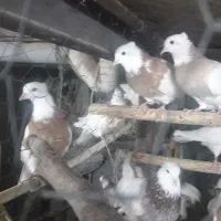 کبوتر طوقی|پرنده|کرمانشاه, |دیوار