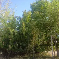 باغ میوه ۵۰ ساله با آب رودخانه