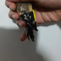 یک عدد جوجه سهره نر انتیک|پرنده|یاسوج, |دیوار