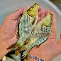 بچه ماهی کپور