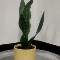 حراج فوری انواع گل