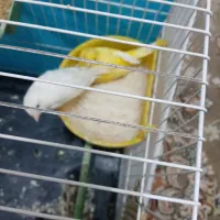 قناری|پرنده|بیرجند, |دیوار