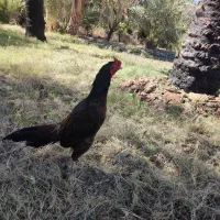 دوتا خروس خوب|حیوانات مزرعه|سراوان, |دیوار