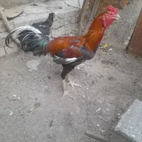 جوجه خروس لاری