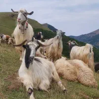 گوسفند داشتی