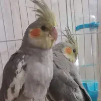 عروس هلندی مرواریدی