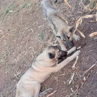 توله سگ ۷ماه|سگ|باروق, |دیوار