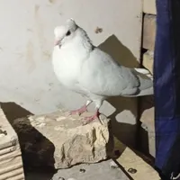 کفتر طوقی کله دم سبز وگرگی کله خال دار سرور|پرنده|نجف‌آباد, نجف‌آباد|دیوار
