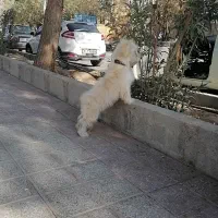 سگ پا کوتاه|سگ|اشکذر, |دیوار