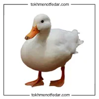 اردک رایگان