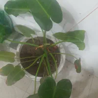 گل  بابا آدم