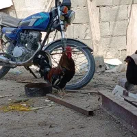 فروش چندتا خروس|حیوانات مزرعه|بندر کنگان, |دیوار