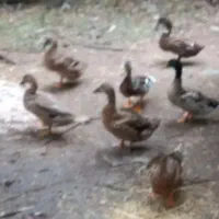 ارودک پاک کرده ورب انار محلی اروکانیک و نارنج|حیوانات مزرعه|گوراب زرمیخ, |دیوار