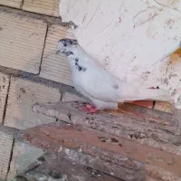 کفتر|پرنده|زیباشهر, |دیوار