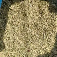 کاه سبز
