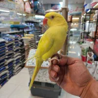 ملنگو زرد|پرنده|کرج, فاز ۳ گوهردشت|دیوار