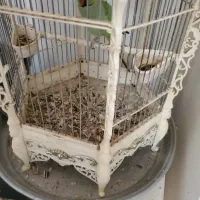 طوطی خوش صحبت وگرنچینگ