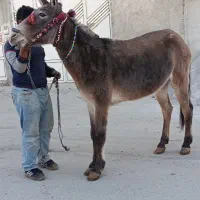 قاطر باری|حیوانات مزرعه|لاران, |دیوار