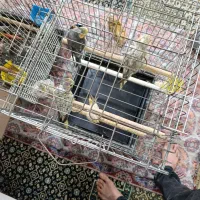 فروش عروس هلندی