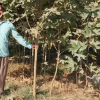 نهال چنار مشهد (.مقاوم ترین چنار .)