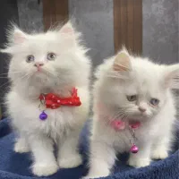توله گربه های سفید برفی