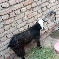 گوسفند