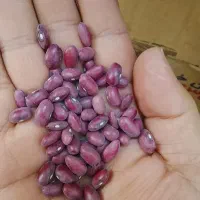 لوبیاقرمزامساله