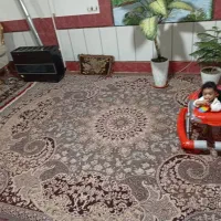 دنبال تخته فرش 12 متری میگردی. به من پیام بده|فرش|قهدریجان, |دیوار