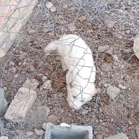 سگ سالم|سگ|جوادآباد, |دیوار