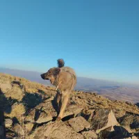 واگذاری سگ|سگ|بستان آباد, |دیوار