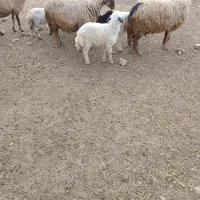 چهار عدد میش و بره