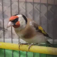 سهره نر بخون معاوضه با پرنده یا