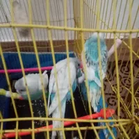 مرغ عشق|پرنده|گرگان, |دیوار