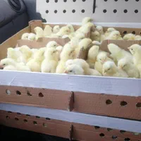 جوجه مرغ گوشتی راس برند|حیوانات مزرعه|مینودشت, |دیوار