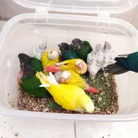 مونچیک .سانچیک .ردچیک .گرینچیک راهب