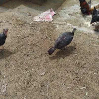 بوقلمون ماده و خروس