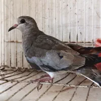 کبوتر خانگی ناماکوا