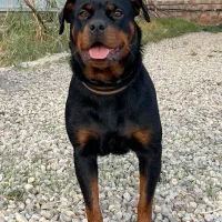 روتوایلر ماده|سگ|شاهرود, |دیوار