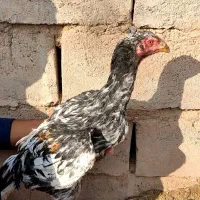 جوجه لاری خروس و مرغ