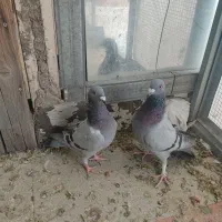 کفتر پلاکی و مسافتی اصیل و کله سبز و پاکستانی