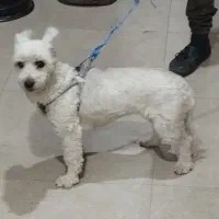 سگ بازیگوش سگ مهربون وحرف گوش کن